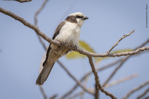 Weißscheitelwürger, Eurocephalus anguitimens