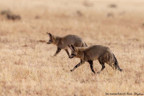 Löffelhund, Otocyon megalotis