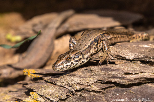 Mauereidechse, Podarcis muralis
