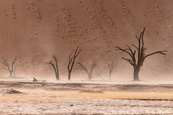Sandsturm im Deadvlei, Namib-Naukluft NP, Namibia
