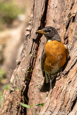 Wanderdrossel, Turdus migratorius