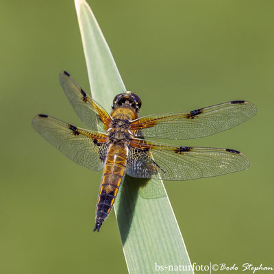 Vierfleck ♂, Libellula quadrimaculata