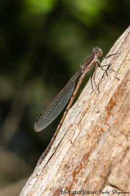 Gemeine Winterlibelle, Sympecma fusca