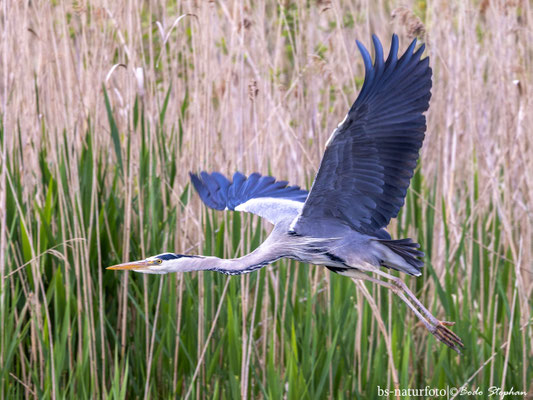 Graureiher, Ardea cinerea