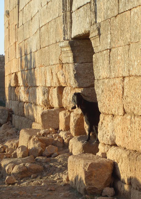 Palmyra