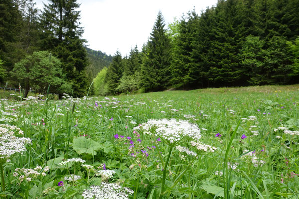Talwiese im Schiefergebirge