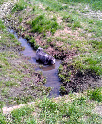 Brakiges Wasser liebt er sehr.