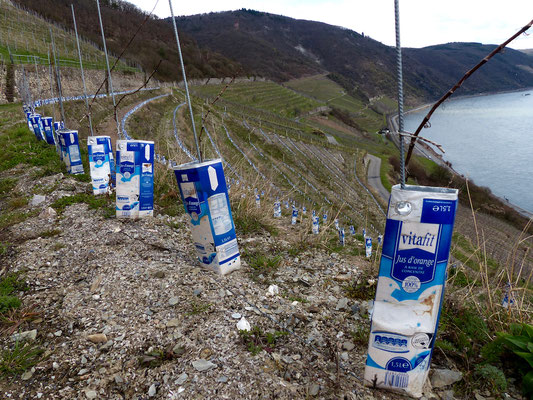 Recycling pur! Auch beim Weinanbau.