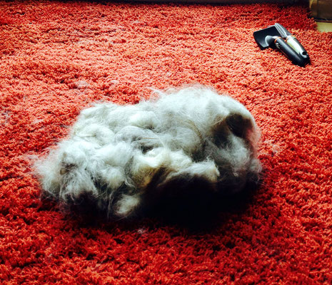 Kein Tribbel. Auch kein Hamster.