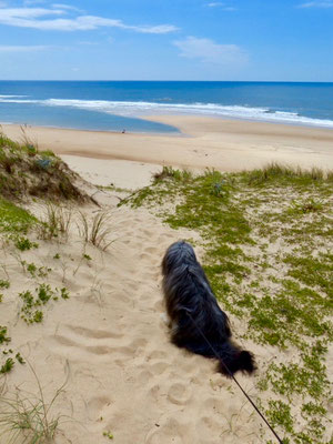 Sehnsüchtiger Blick zum Meer. Benny liebt auch Wasser.
