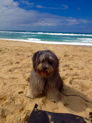 Benny liebt Sand und Strand. Buddeln mag es total.