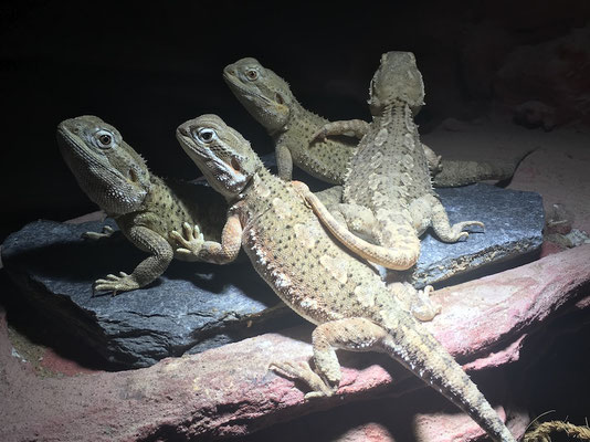 Unsere Zwerg-Bartagamen - Image