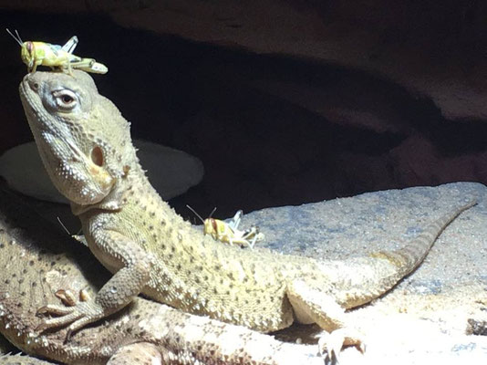 Unsere Zwerg-Bartagamen - Image