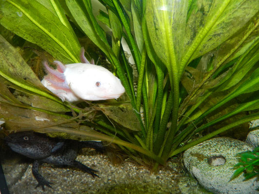 Können Axolotl An Land Leben danys-tierwelt.jimdofree.com