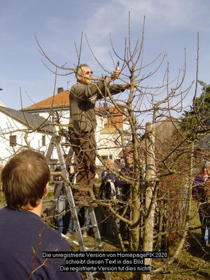 Obstbaumschnitt im Lehrgarten durch unseren Ehrenvorsitzenden Wilfried Raab