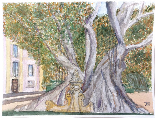Ficus gigante con troncos retorcidos junto a un elemento ornamental de piedra, con un edificio al fondo.