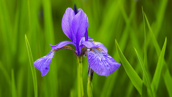 Blaue Iris