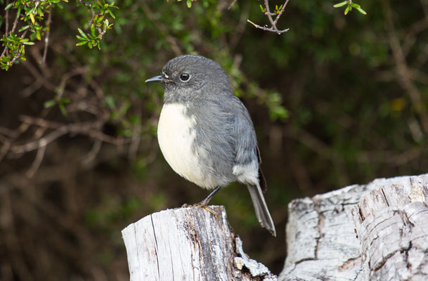 New Zealand Robin - Südinselschnäpper - toutouwai -petroica australis