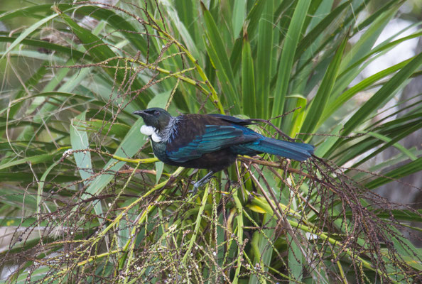 Tui - Tuihonigfresser - Prosthemadera novaeseelandiae
