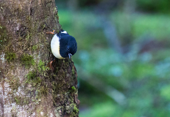 Tomtit -  Maorischnäpper - stenomordella macrocephala