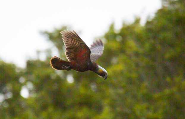 Kaka - Waldpapagei - Nestor meridionalis