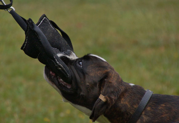Boxer im ipo sport