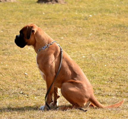 Boxer im ipo sport