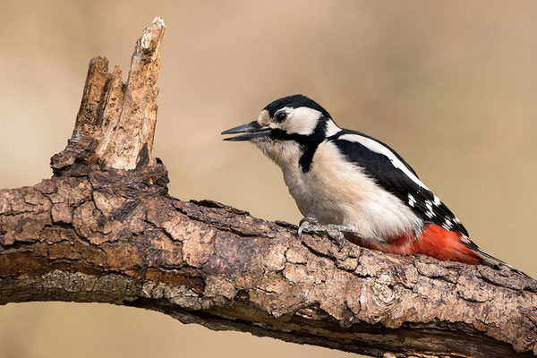 Weibchen, Foto: Benedikt Kirsch
