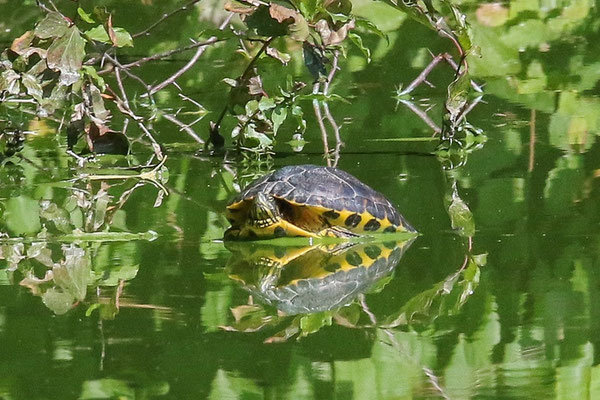 Schmuckschildkröte, Foto: Manfred Völler