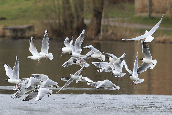 Lachmöwe, Foto: Manfred Völler