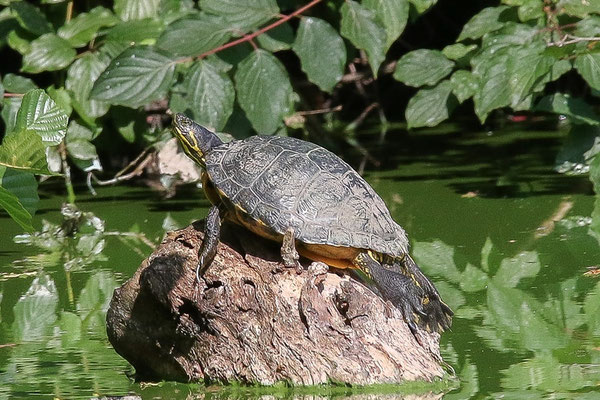 Schmuckschildkröte, Foto: Manfred Völler
