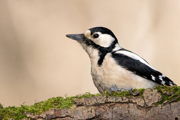 Weibchen, Foto: Benedikt Kirsch