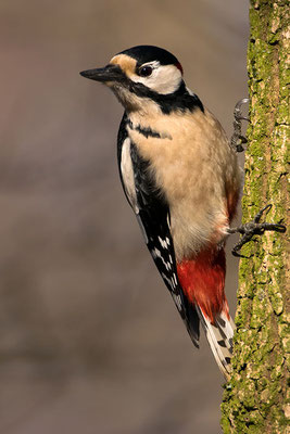 Männchen, Foto: Benedikt Kirsch