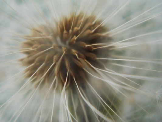 Pusteblume