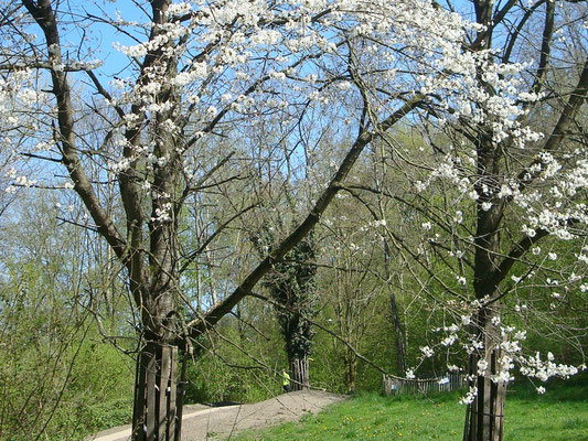 Bijenstal in boskamer 2