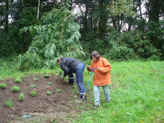 kruiden planten