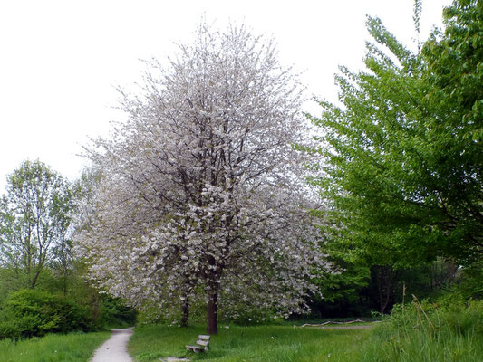 Kersenbomen in bloei