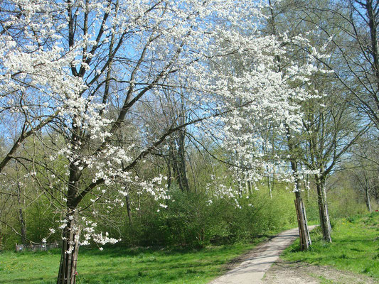 Bloeiende kersenbomen