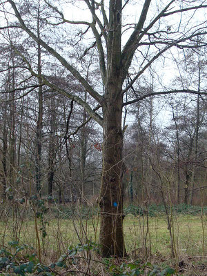 Stipje op de boom