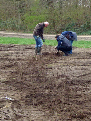 Planten Heg