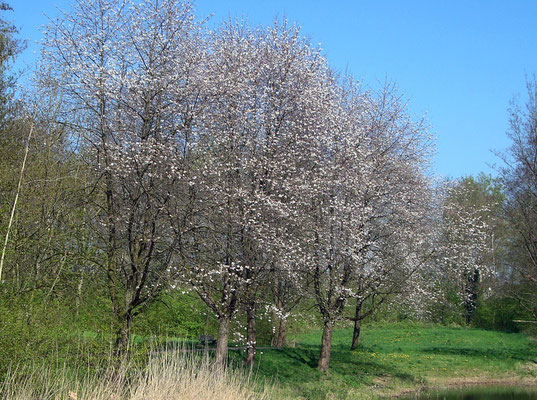 Nog meer kersenbomen