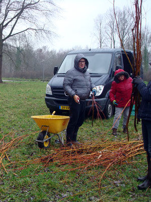 Wilgen op maat maken