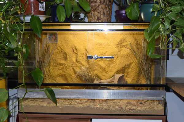 Terrarium 1 für Ostafrikanische Sandboas