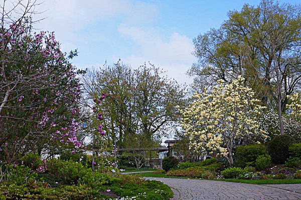 Magnoliengarten in Bad Langensalza