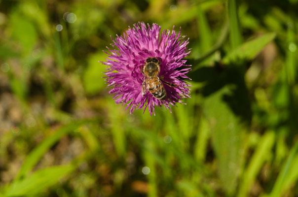 Foto: Ingo Oberst