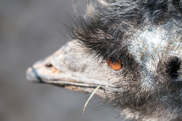 Emu | Zoologischer Stadtgarten Karlsruhe | Foto Astrid Hansen