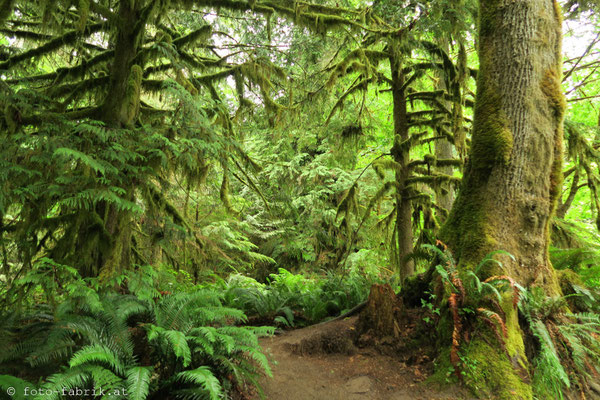 Cathedral Grove, Vancouver Island