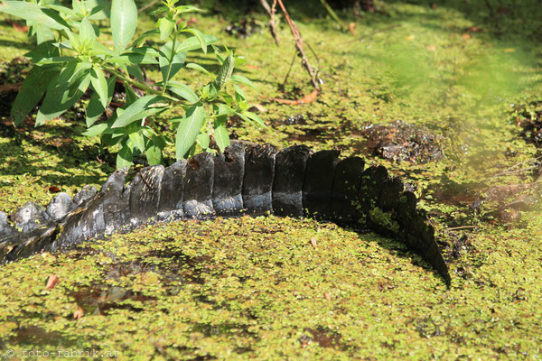 Everglades.