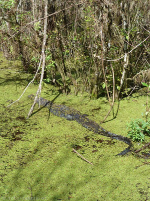 Everglades.