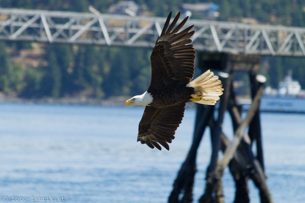 Bald Eagle, Vancouver Island
